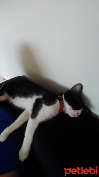 Tekir Kedi, Kedi  Rumi fotoğrafı