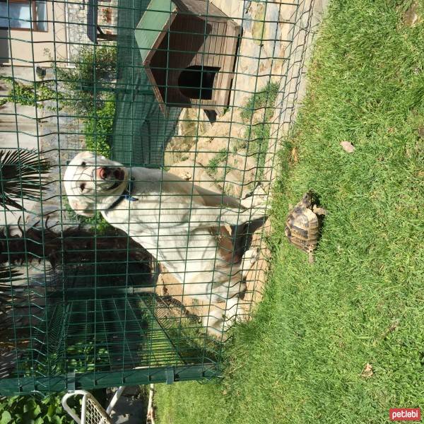 Akbaş, Köpek  Güney fotoğrafı