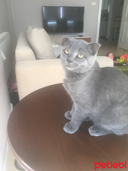 Scottish Fold, Kedi  Ponçik fotoğrafı