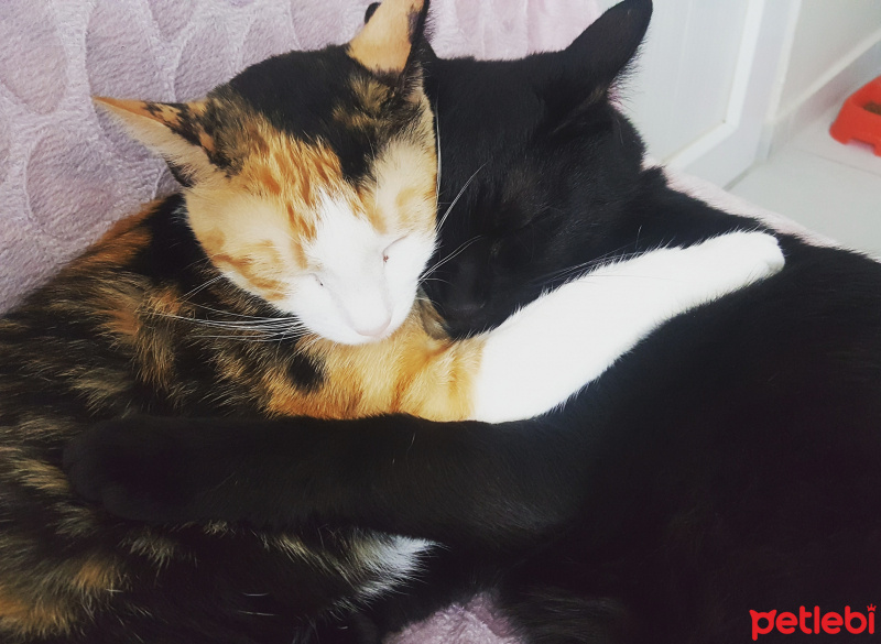 Bombay, Kedi  Zeytin ve mincir fotoğrafı