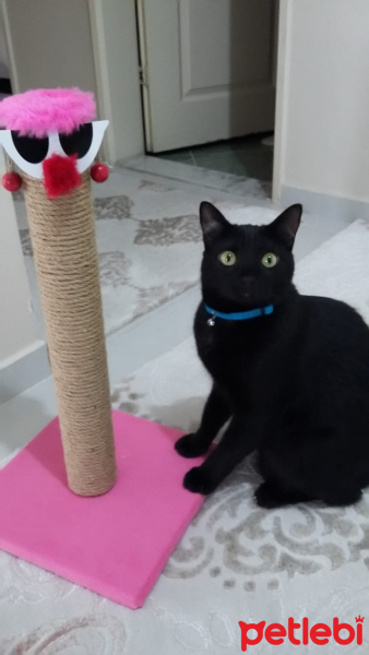 Bombay, Kedi  Zeytin ve mincir fotoğrafı