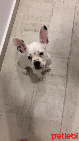 Fransız Bulldog, Köpek  Jager fotoğrafı