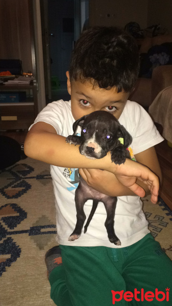Amerikan Pitbull Terrier, Köpek  Yavru adı yoktur fotoğrafı