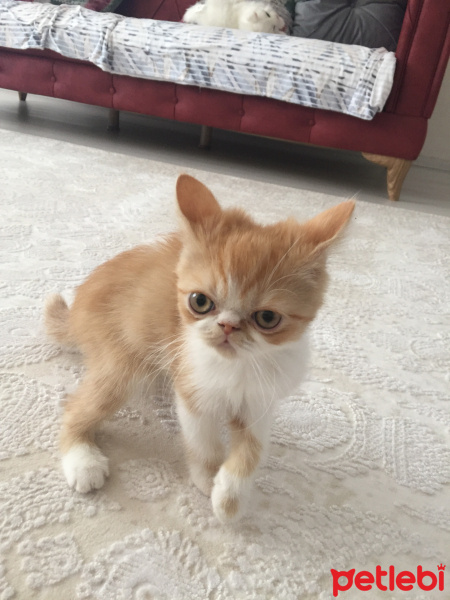Exotic Shorthair, Kedi  Chucky fotoğrafı