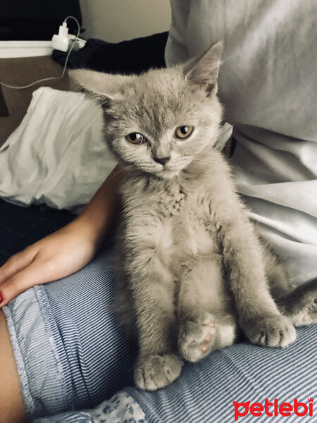 British Shorthair, Kedi  Dusty fotoğrafı