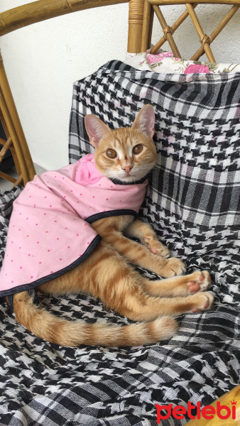 Tekir Kedi, Kedi  Uğur fotoğrafı