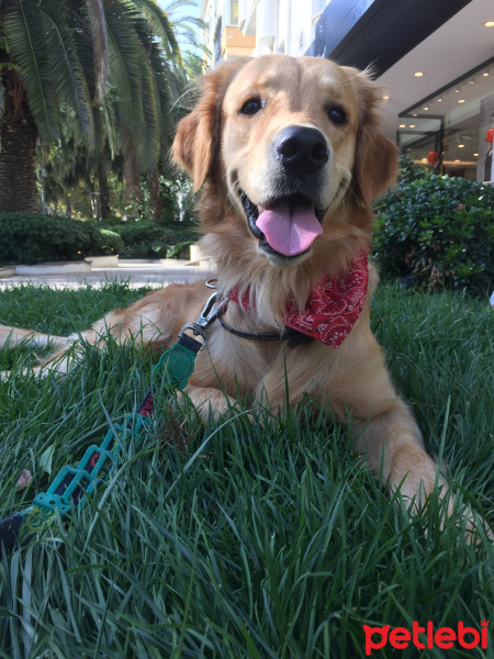 Golden Retriever, Köpek  Simba fotoğrafı