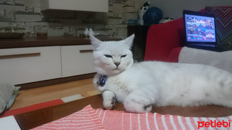 British Shorthair, Kedi  Pablo fotoğrafı