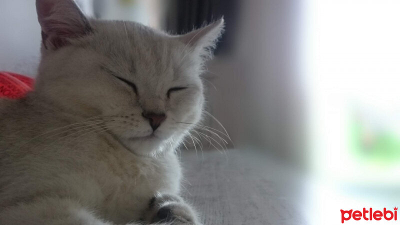 British Shorthair, Kedi  Pablo fotoğrafı