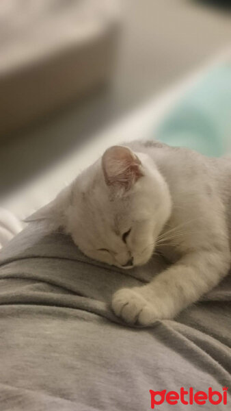 British Shorthair, Kedi  Pablo fotoğrafı