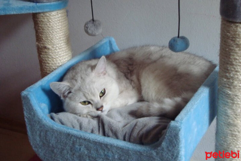 British Shorthair, Kedi  Pablo fotoğrafı