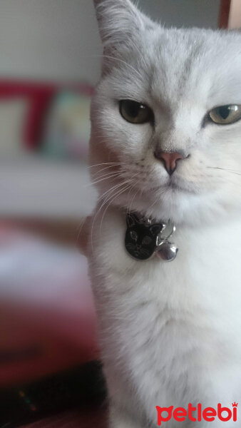 British Shorthair, Kedi  Pablo fotoğrafı