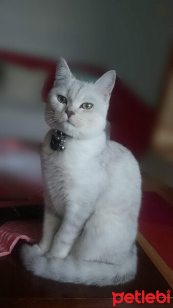 British Shorthair, Kedi  Pablo fotoğrafı