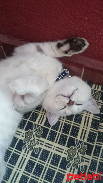 British Shorthair, Kedi  Pablo fotoğrafı