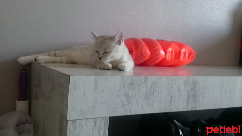 British Shorthair, Kedi  Pablo fotoğrafı