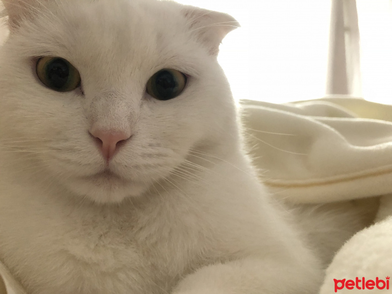 Scottish Fold, Kedi  Lio fotoğrafı
