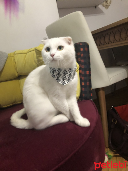 Scottish Fold, Kedi  Lio fotoğrafı