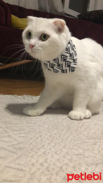 Scottish Fold, Kedi  Lio fotoğrafı