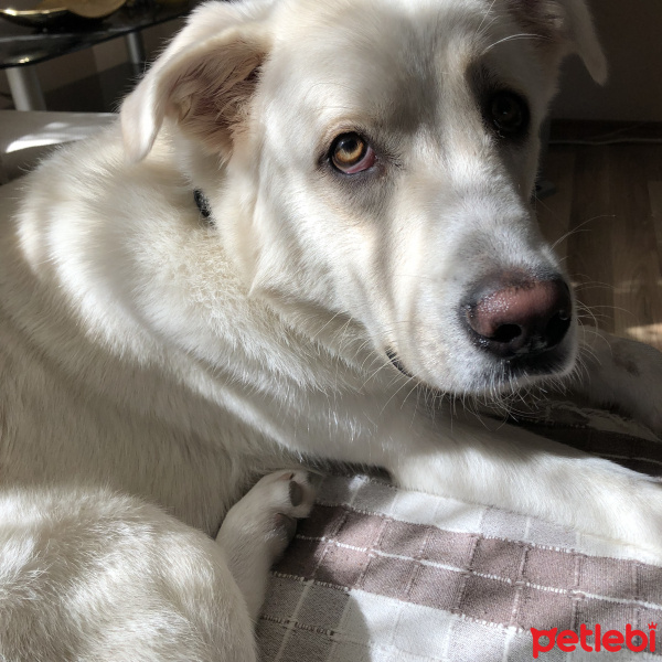 Golden Retriever, Köpek  Lexa fotoğrafı