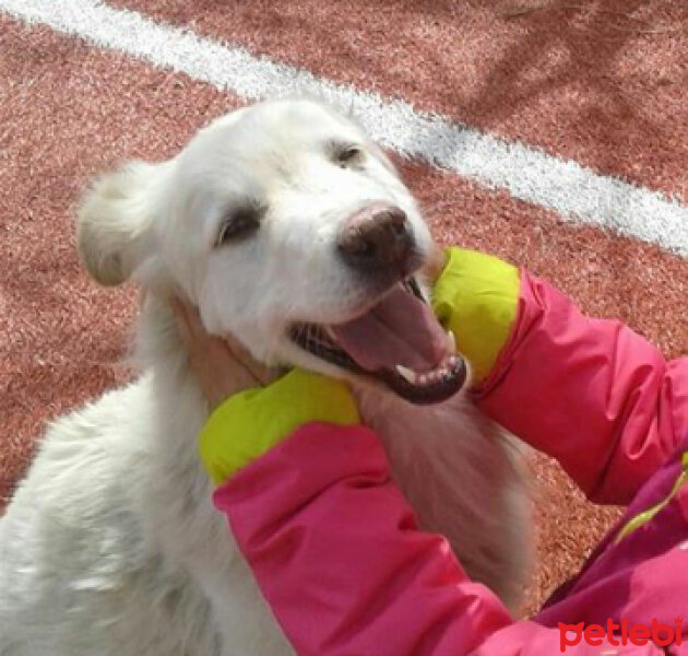 Sokö (Sokak Köpeği), Köpek  Boncuk :3 fotoğrafı