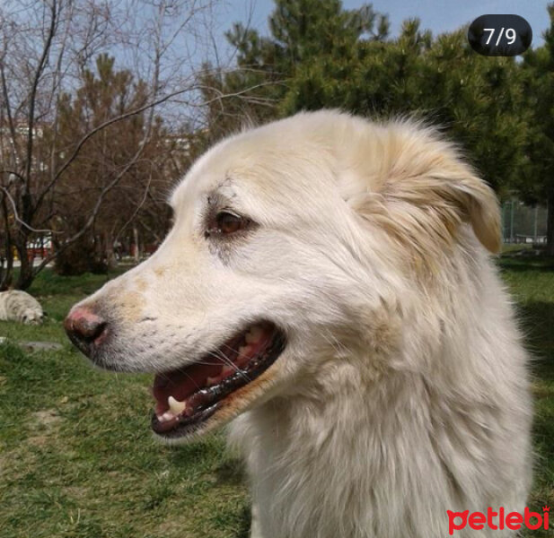 Sokö (Sokak Köpeği), Köpek  Boncuk :3 fotoğrafı