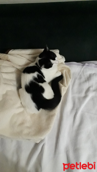 Tekir Kedi, Kedi  Mery fotoğrafı