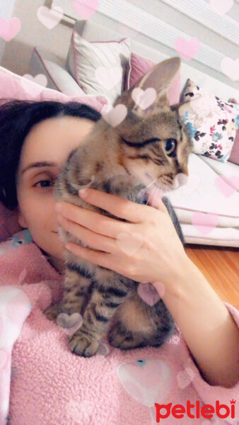 Tekir Kedi, Kedi  Gölge fotoğrafı