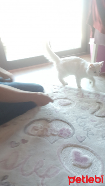 Van Kedisi, Kedi  Poncik fotoğrafı