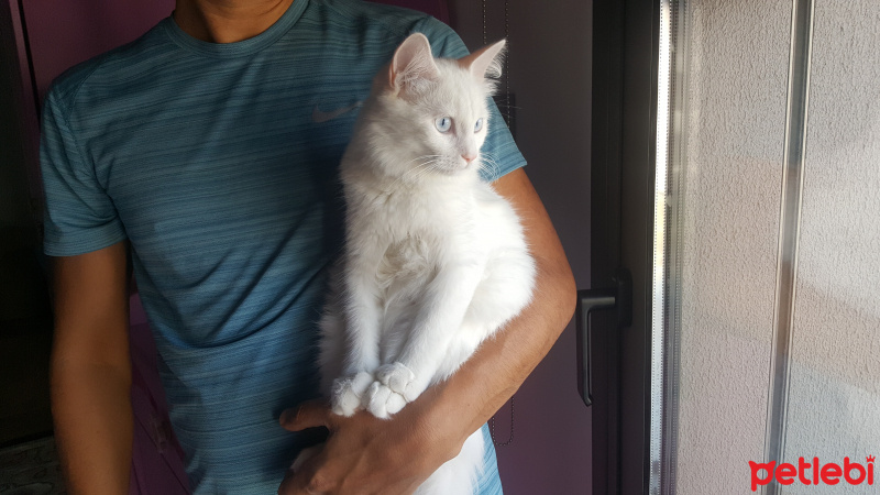 Van Kedisi, Kedi  Poncik fotoğrafı