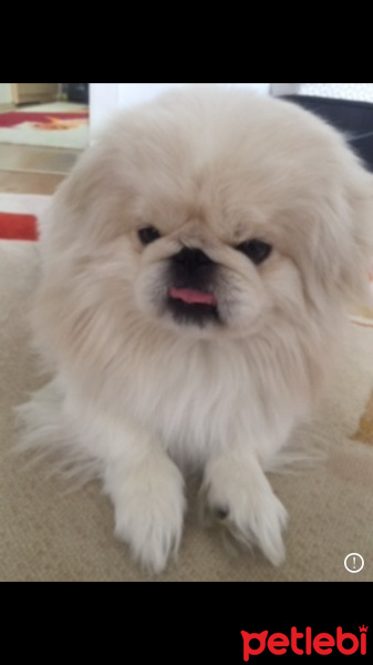Pekingese, Köpek  Paşa fotoğrafı