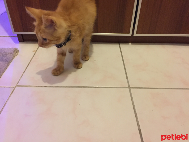 Sarman, Kedi  Limon fotoğrafı