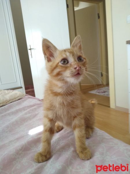 Sarman, Kedi  Limon fotoğrafı