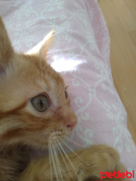Sarman, Kedi  Limon fotoğrafı