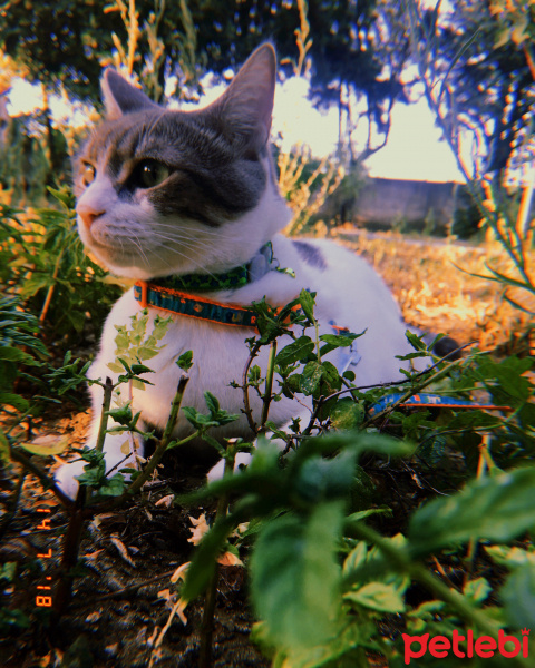 Tekir Kedi, Kedi  miu fotoğrafı