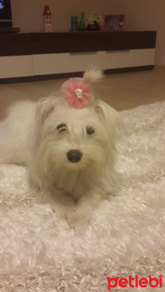 Maltese, Köpek  pamuk fotoğrafı