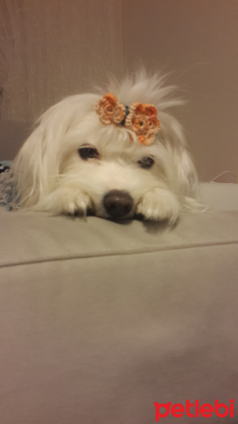 Maltese, Köpek  pamuk fotoğrafı