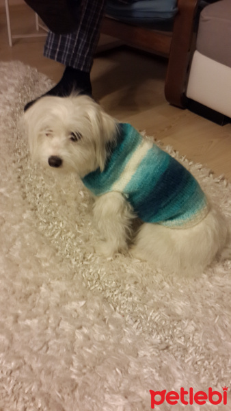 Maltese, Köpek  pamuk fotoğrafı