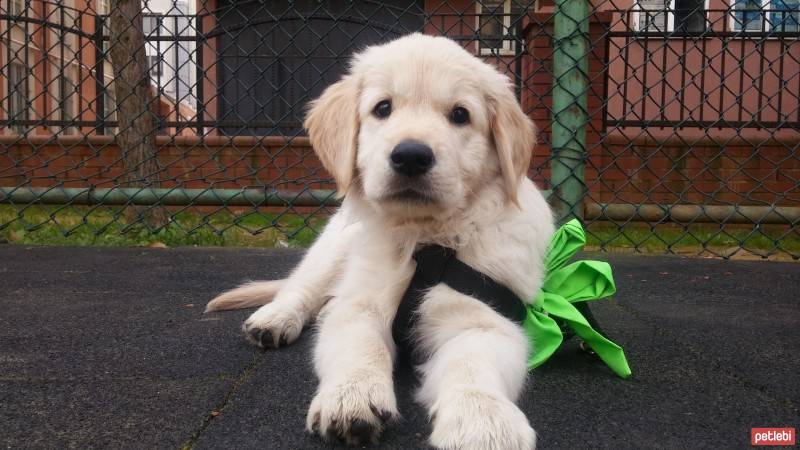 Golden Retriever, Köpek  Ponçik fotoğrafı