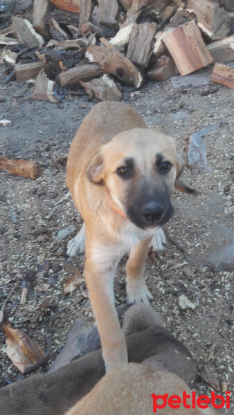 Kangal, Köpek  Şanslı fotoğrafı