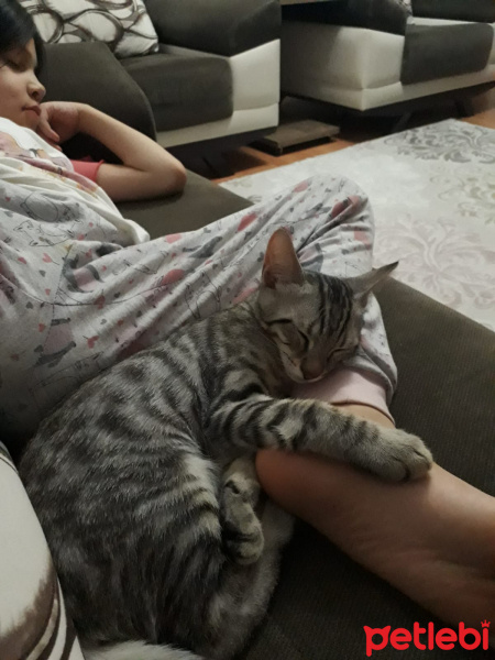 Tekir Kedi, Kedi  Bulut fotoğrafı