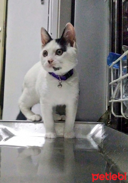 Tuxedo (Smokin) Kedi, Kedi  Şirin fotoğrafı