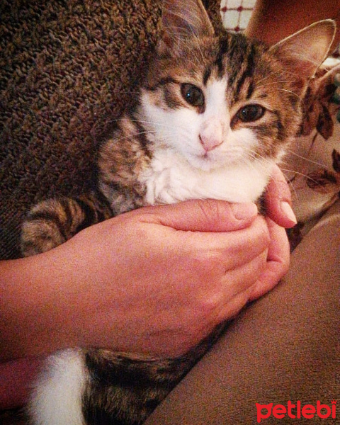 Tekir Kedi, Kedi  Badem fotoğrafı