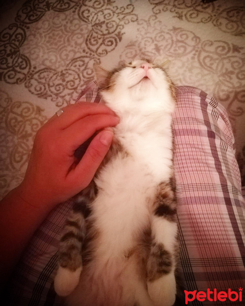 Tekir Kedi, Kedi  Badem fotoğrafı