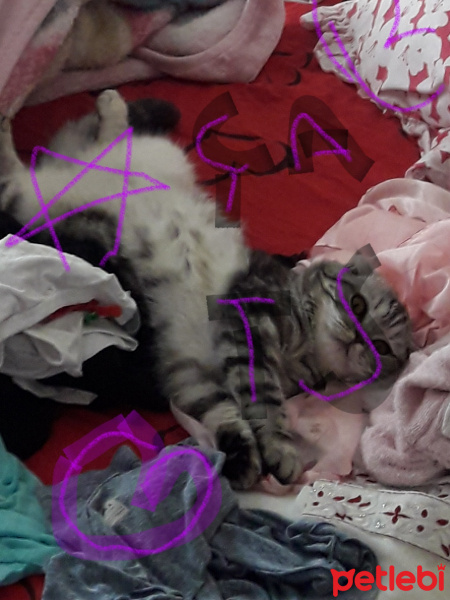 Scottish Fold, Kedi  Lokum fotoğrafı