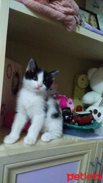 Cymric, Kedi  Mery fotoğrafı