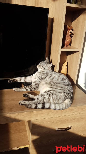 Tekir Kedi, Kedi  Kali fotoğrafı