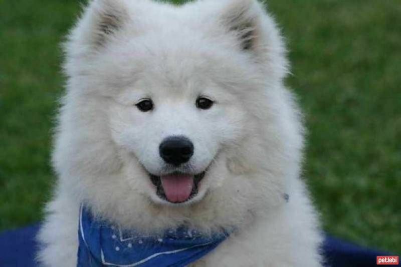 Samoyed, Köpek  Daisy fotoğrafı