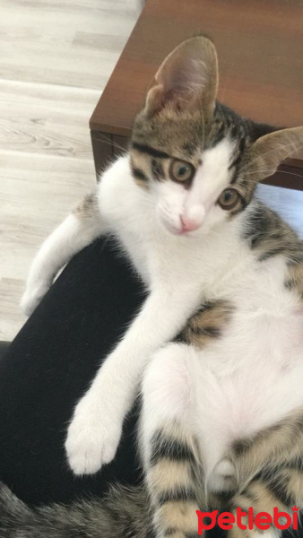 Tekir Kedi, Kedi  Dünya fotoğrafı