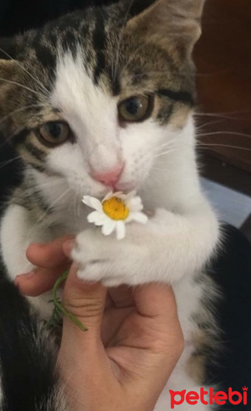 Tekir Kedi, Kedi  Dünya fotoğrafı