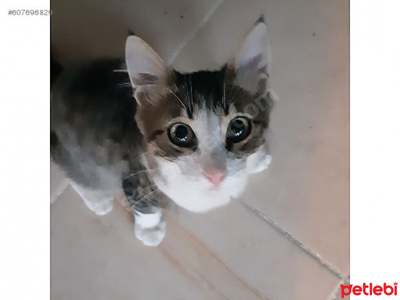 Tekir Kedi, Kedi  CEVİZ fotoğrafı